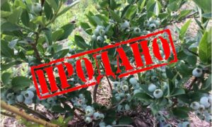 yagodnoe hozyaistvo_sold